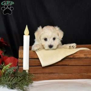 Kodiak, Maltipoo Puppy