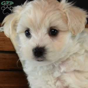 Kodiak, Maltipoo Puppy