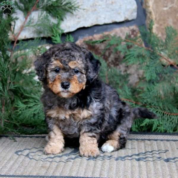Kody, Miniature Poodle Puppy