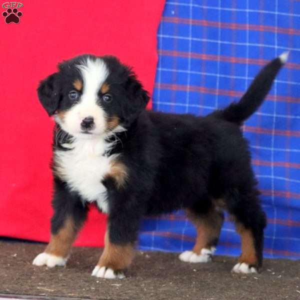Kody, Bernese Mountain Dog Puppy