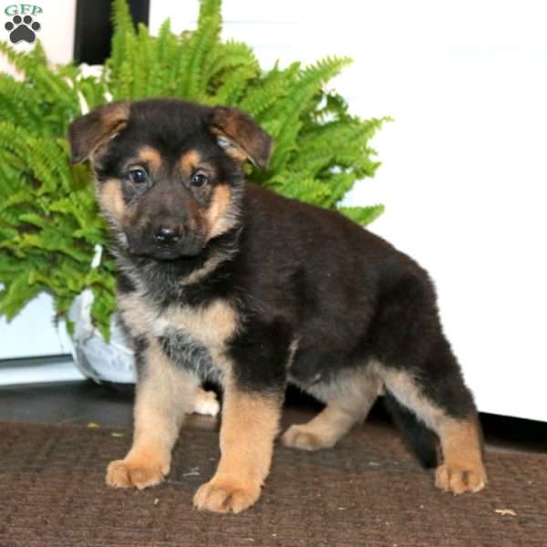 Kody, German Shepherd Puppy