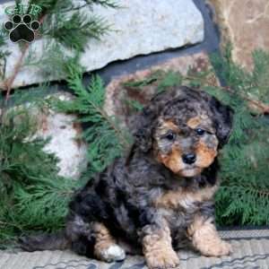 Kody, Miniature Poodle Puppy