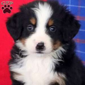 Kody, Bernese Mountain Dog Puppy