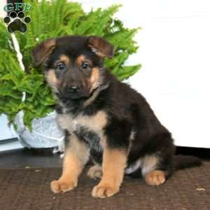 Kody, German Shepherd Puppy