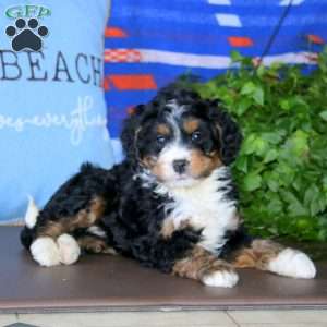 Kody, Bernedoodle Puppy