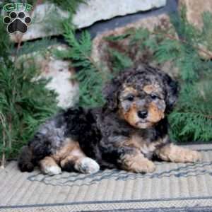 Kody, Miniature Poodle Puppy