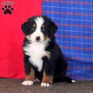 Kody, Bernese Mountain Dog Puppy