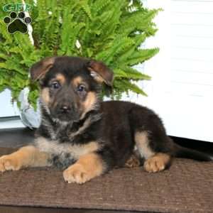 Kody, German Shepherd Puppy