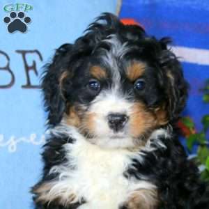 Kody, Bernedoodle Puppy