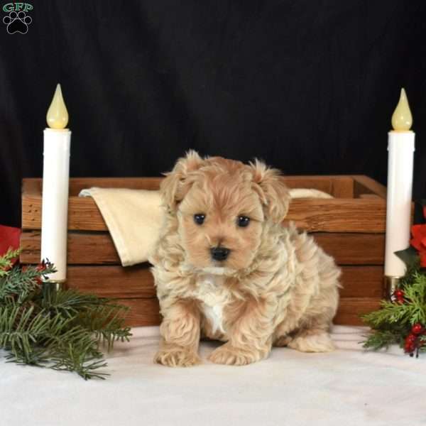 Kolby, Maltipoo Puppy