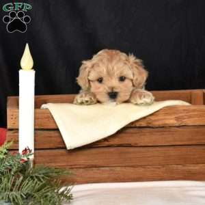 Kolby, Maltipoo Puppy