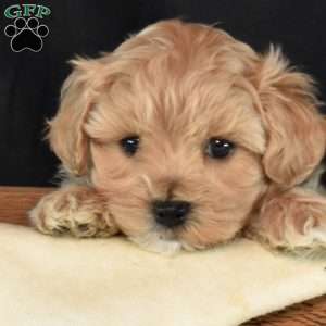 Kolby, Maltipoo Puppy
