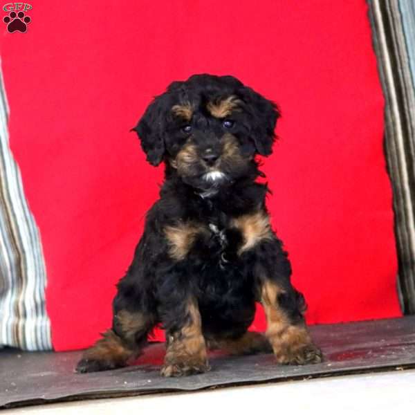 Kolby, Cockapoo Puppy