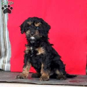 Kolby, Cockapoo Puppy