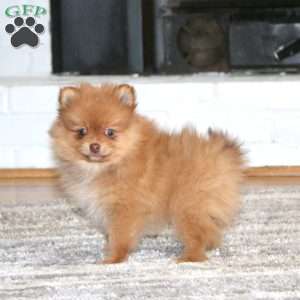Kolby, Pomeranian Puppy