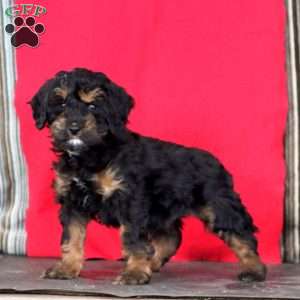 Kolby, Cockapoo Puppy