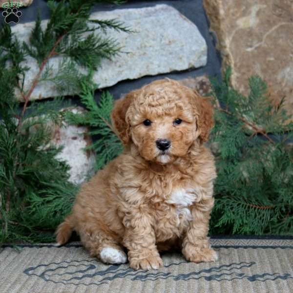 Kolton, Miniature Poodle Puppy