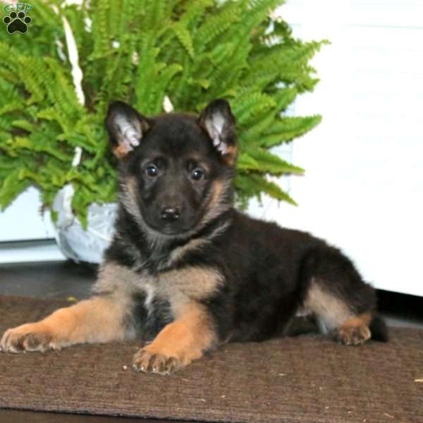 Kolton, German Shepherd Puppy