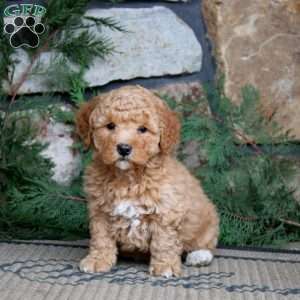 Kolton, Miniature Poodle Puppy