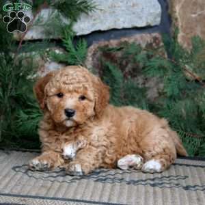 Kolton, Miniature Poodle Puppy