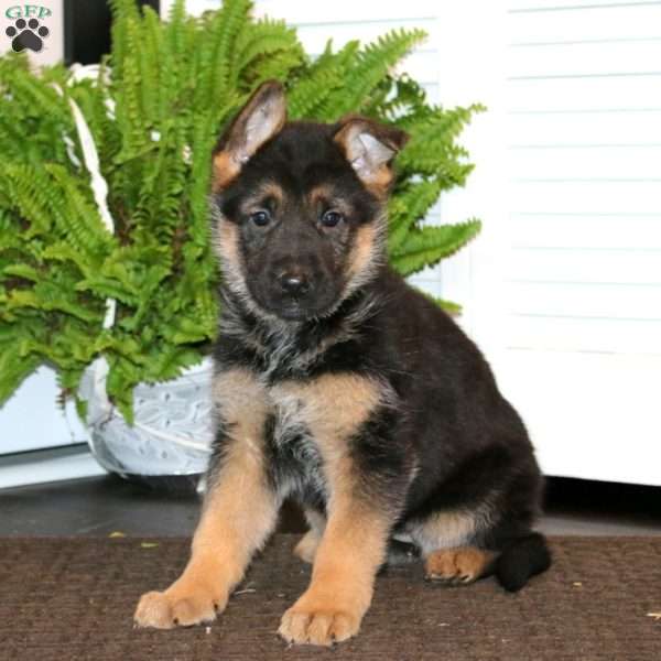 Kookie, German Shepherd Puppy