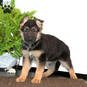 Kookie, German Shepherd Puppy