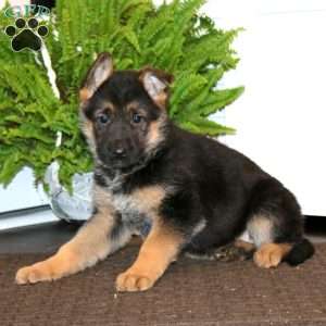 Kookie, German Shepherd Puppy
