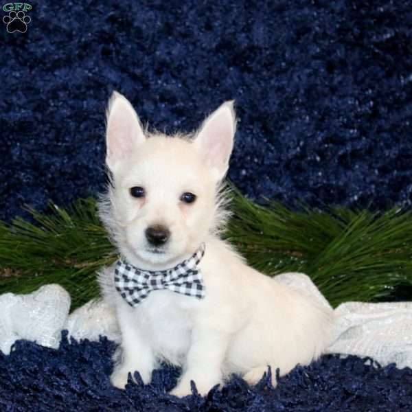 Kowan, West Highland Terrier Puppy
