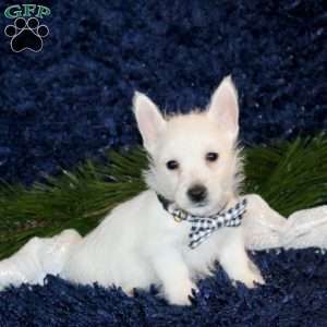 Kowan, West Highland Terrier Puppy