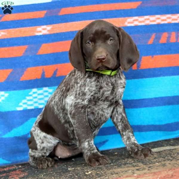 Krissy, German Shorthaired Pointer Puppy