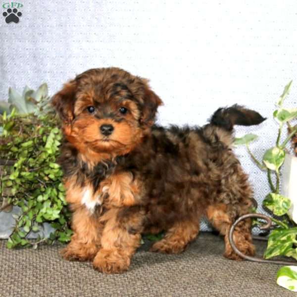 Krissy, Yorkie Mix Puppy