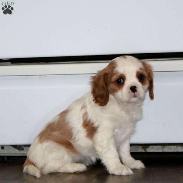 Krissy, Cavalier King Charles Spaniel Puppy