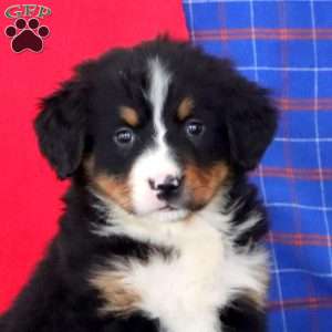 Krissy, Bernese Mountain Dog Puppy