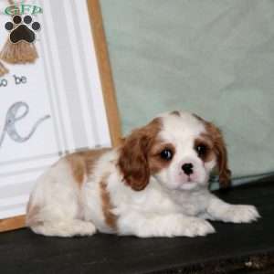 Krissy, Cavalier King Charles Spaniel Puppy