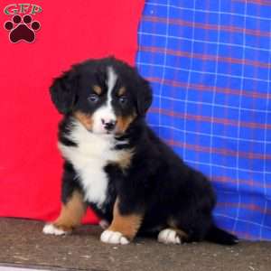 Krissy, Bernese Mountain Dog Puppy