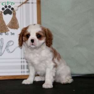 Krissy, Cavalier King Charles Spaniel Puppy
