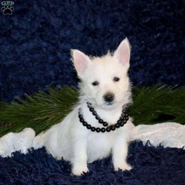 Krista, West Highland Terrier Puppy