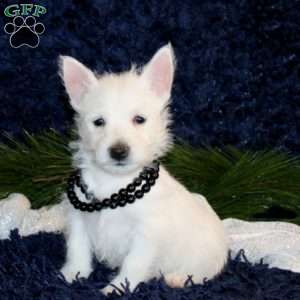 Krista, West Highland Terrier Puppy