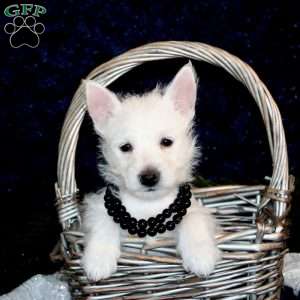 Krista, West Highland Terrier Puppy