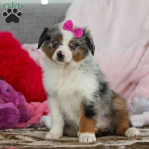 Krystal, Australian Shepherd Puppy