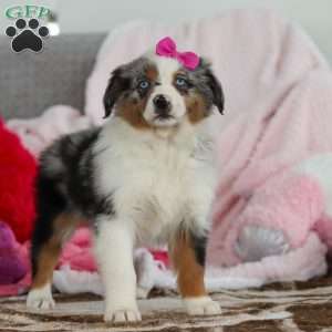 Krystal, Australian Shepherd Puppy
