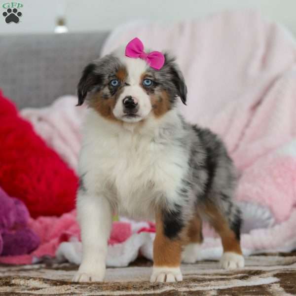 Krystal, Australian Shepherd Puppy