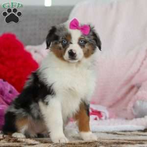 Krystal, Australian Shepherd Puppy