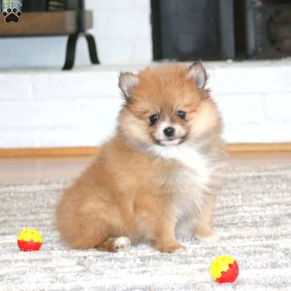 Kuddles, Pomeranian Puppy