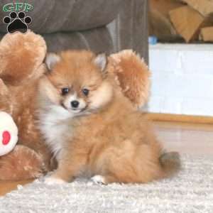 Kuddles, Pomeranian Puppy
