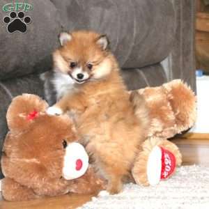 Kuddles, Pomeranian Puppy