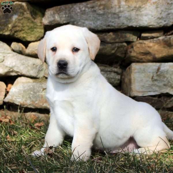 Kyle, Yellow Labrador Retriever Puppy