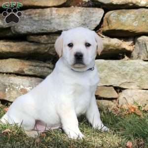 Kyle, Yellow Labrador Retriever Puppy