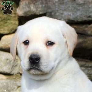Kyle, Yellow Labrador Retriever Puppy