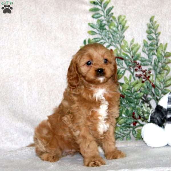 Kyle, Cavapoo Puppy